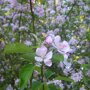 Appelboom 'Golden Delicious' halfstam (zelfbestuivend)